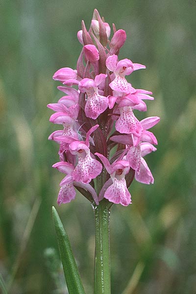 Dactylorhiza sphagnicola \ Torfmoos-Fingerwurz, Torfmoos-Knabenkraut, D  Lüneburger Heide 14.6.1990 