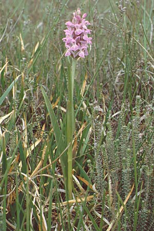 Dactylorhiza sphagnicola \ Torfmoos-Fingerwurz, Torfmoos-Knabenkraut, D  Lüneburger Heide 14.6.1990 