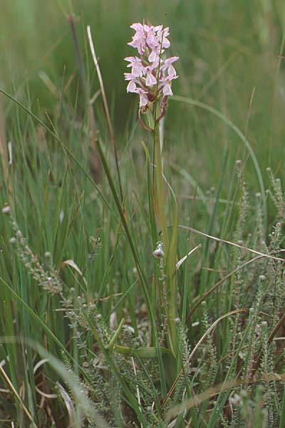 Dactylorhiza sphagnicola \ Torfmoos-Fingerwurz, Torfmoos-Knabenkraut, D  Hamburg 14.6.1990 