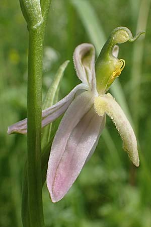Ophrys apifera var. trollii \ Trolls Bienen-Ragwurz / Troll's Bee Orchid, D  Eggenstein-Leopoldshafen 12.6.2021 