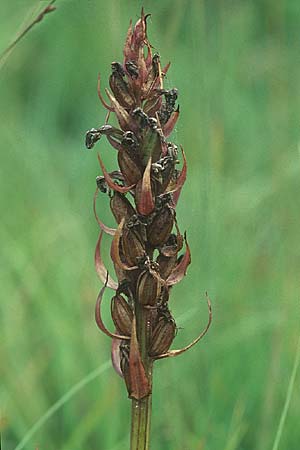Dactylorhiza traunsteineri \ Traunsteiners Fingerwurz, Traunsteiners Knabenkraut / Narrow-Leaved Marsh Orchid (fruchtend / seed stem), D  Allgäu 17.8.2004 