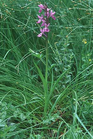 Dactylorhiza traunsteineri \ Traunsteiners Fingerwurz, Traunsteiners Knabenkraut, D  Schwarzwald, Feldberg 1.7.2005 