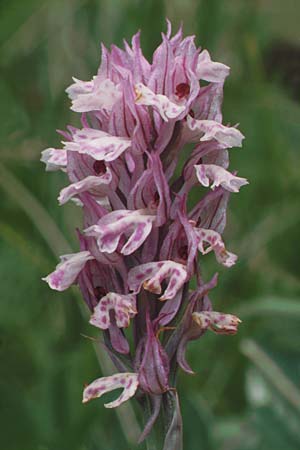 Neotinea tridentata \ Dreizähniges Knabenkraut / Toothed Orchid, D  Nord-/Northern Hessen, Bebra 10.6.1991 