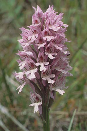 Neotinea tridentata \ Dreizähniges Knabenkraut / Toothed Orchid, D  Nord-/Northern Hessen, Bebra 10.6.1991 