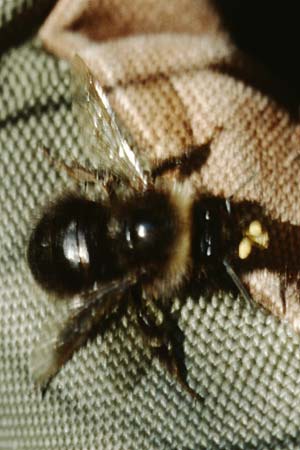 Dactylorhiza traunsteineri subsp. vosagiaca \ Wasgau-Fingerwurz, Wasgau-Knabenkraut / Wasgau Marsh Orchid (Biene versucht die Pollinien abzustreifen / bee tries to get rid of the pollines), D  Ludwigswinkel in der Pfalz 21.6.1998 