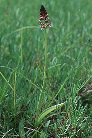 Neotinea aestivalis \ Spätes Brand-Knabenkraut / Late Burnt Orchid, D  Pupplinger Au 25.7.2004 