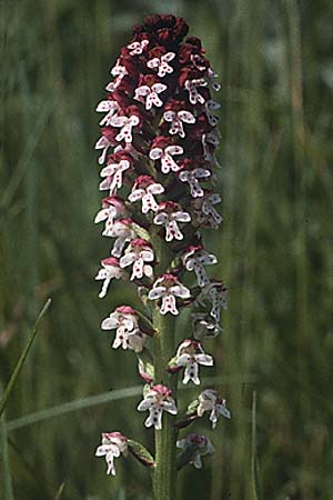 Neotinea ustulata / Burnt Orchid, D  Taubergießen 27.5.1985 