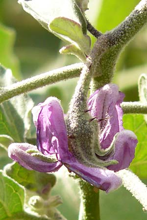 Solanum melongena \ Aubergine, Eierfrucht / Aubergine, Eggplant, D Mannheim 8.10.2011