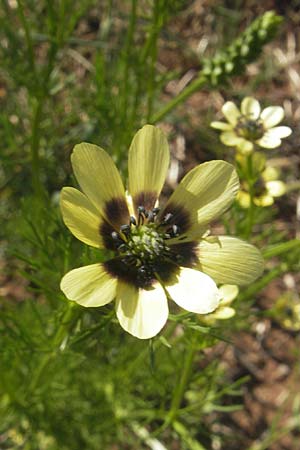 Adonis aestivalis forma citrina \ Sommer-Adonisrschen / Summer Pheasant's Eye, D Apfelberg 30.5.2011