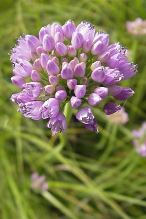 Allium angulosum \ Kanten-Lauch / Angle Onion, D Pfalz, Bellheim 23.7.2011