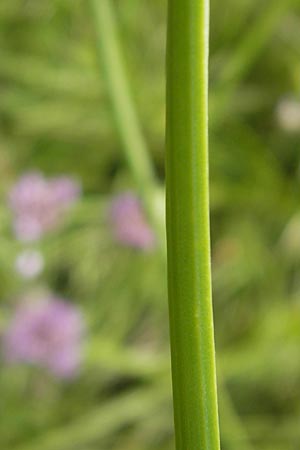 Allium angulosum \ Kanten-Lauch / Angle Onion, D Pfalz, Bellheim 23.7.2011