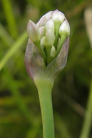 Allium angulosum \ Kanten-Lauch / Angle Onion, D Pfalz, Bellheim 23.7.2011