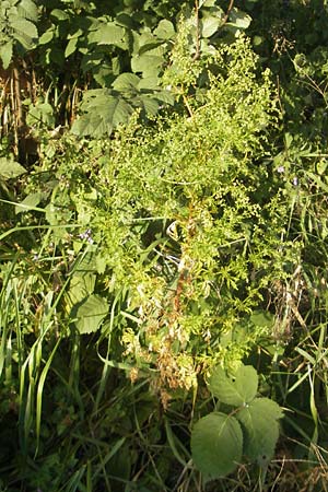 Artemisia annua / Annual Wormwood, D Mannheim 23.9.2011