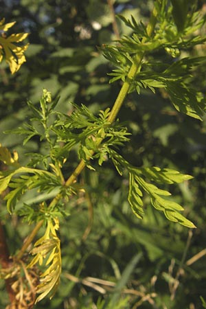 Artemisia annua \ Einjhriger Beifu, D Mannheim 23.9.2011