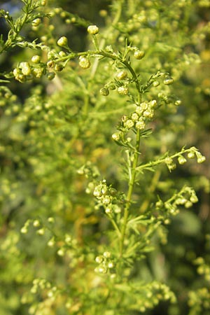 Artemisia annua / Annual Wormwood, D Mannheim 23.9.2011