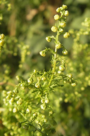 Artemisia annua, Einjähriger Beifu