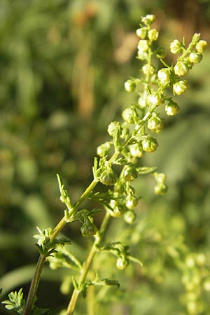 Artemisia annua \ Einjhriger Beifu / Annual Wormwood, D Mannheim 23.9.2011