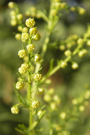 Artemisia annua \ Einjhriger Beifu, D Mannheim 23.9.2011