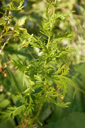 Artemisia annua \ Einjhriger Beifu / Annual Wormwood, D Mannheim 23.9.2011