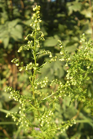 Artemisia annua \ Einjhriger Beifu, D Mannheim 23.9.2011