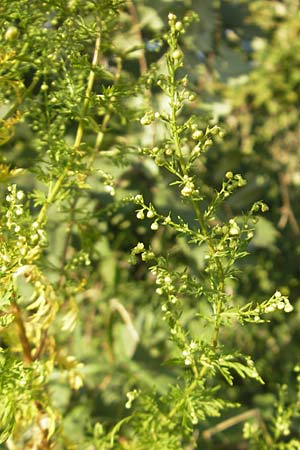 Artemisia annua \ Einjhriger Beifu / Annual Wormwood, D Mannheim 23.9.2011