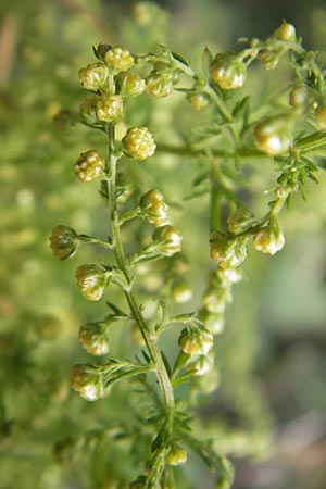 Artemisia annua \ Einjhriger Beifu / Annual Wormwood, D Mannheim 25.9.2011