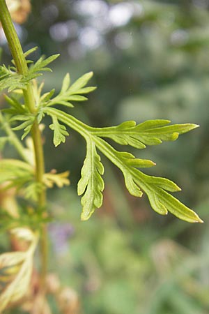 Artemisia annua \ Einjhriger Beifu, D Mannheim 25.9.2011