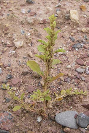 Amaranthus albus \ Weier Amaranth / White Pigweed, D Heidelberg 21.7.2012