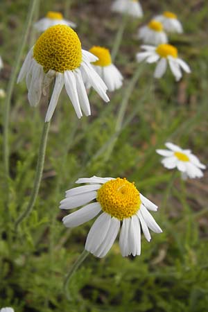 Anthemis arvensis / Corn Chamomile, D Mannheim 24.6.2013