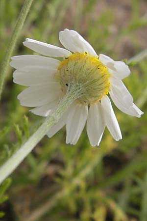 Anthemis arvensis / Corn Chamomile, D Mannheim 24.6.2013