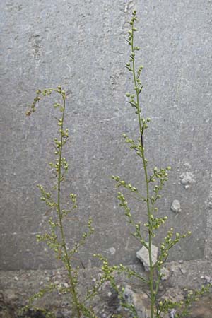 Artemisia campestris \ Feld-Beifu / Field Wormwood, D Thüringen, Drei Gleichen 6.8.2013