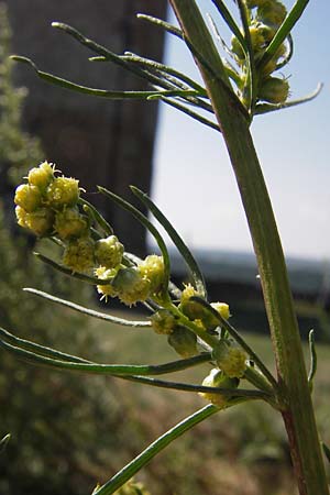 Artemisia campestris \ Feld-Beifu / Field Wormwood, D Thüringen, Drei Gleichen 6.8.2013