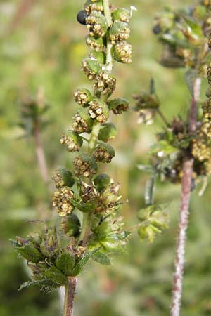 Ambrosia artemisiifolia \ Hohe Ambrosie, Aufrechtes Traubenkraut / Ragweed, D Mannheim 29.9.2013