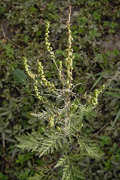 Ambrosia artemisiifolia \ Hohe Ambrosie, Aufrechtes Traubenkraut / Ragweed, D Mannheim 29.9.2013