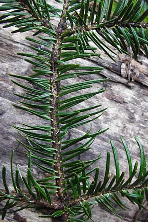 Abies alba / Common Silver Fir, D Odenwald, Langenthal 18.3.2014