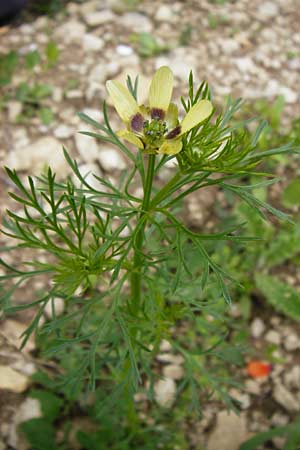 Adonis aestivalis forma citrina \ Sommer-Adonisrschen, D Friedewald 31.5.2014