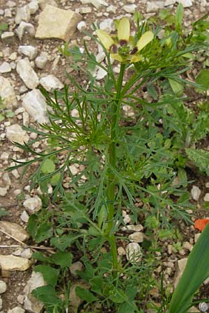 Adonis aestivalis forma citrina \ Sommer-Adonisrschen, D Friedewald 31.5.2014