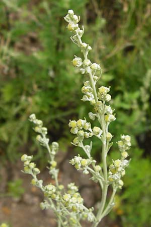 Artemisia absinthium \ Wermut, D Mannheim 16.7.2014