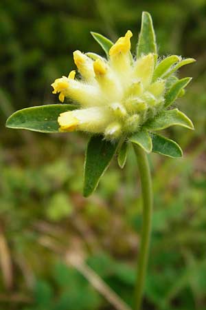 Anthyllis vulneraria subsp. alpestris \ Alpen-Wundklee / Alpine Kidney Vetch, D Schwarzwald/Black-Forest, Schliffkopf 11.9.2014