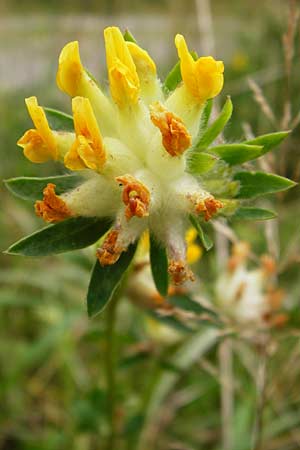 Anthyllis vulneraria subsp. alpestris / Alpine Kidney Vetch, D Black-Forest, Schliffkopf 11.9.2014