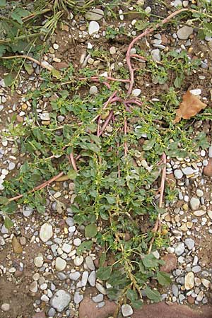 Amaranthus blitum subsp. emarginatus / Pigweed, D Viernheim 1.11.2008