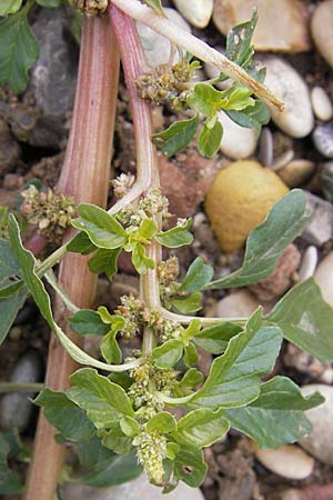 Amaranthus blitum subsp. emarginatus \ Kerb-Fuchsschwanz, Ausgerandeter Amaranth / Pigweed, D Viernheim 1.11.2008