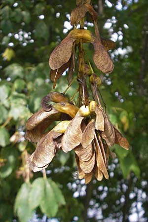 Acer pseudoplatanus / Sycamore Maple, D Römerberg 5.9.2009