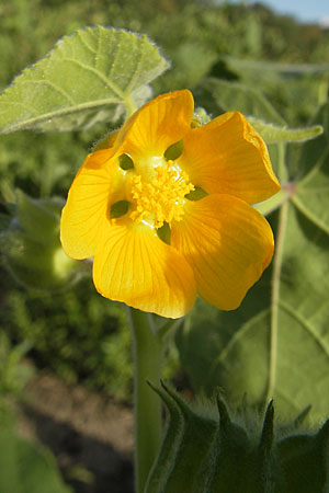 Abutilon theophrasti \ Chinesische Samtpappel, Lindenblttrige Schnmalve, D Römerberg 5.9.2009