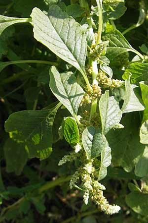 Amaranthus blitum / Guernsey Pigweed, Purple Pigweed, D Mannheim 25.9.2011