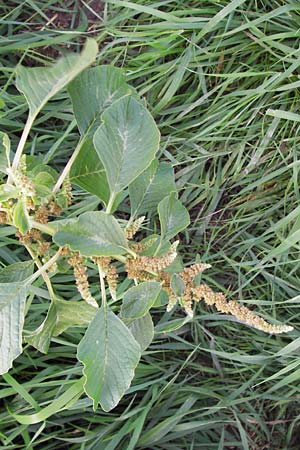 Amaranthus blitum \ Aufsteigender Amaranth, Bleifarbener Amaranth / Guernsey Pigweed, Purple Pigweed, D Mannheim 12.9.2013