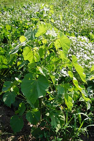 Abutilon theophrasti / Velvet Leaf, Indian Mallow, D Mainz 26.7.2014