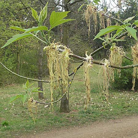 Acer negundo \ Eschen-Ahorn / Box Elder, D Mannheim 26.4.2006