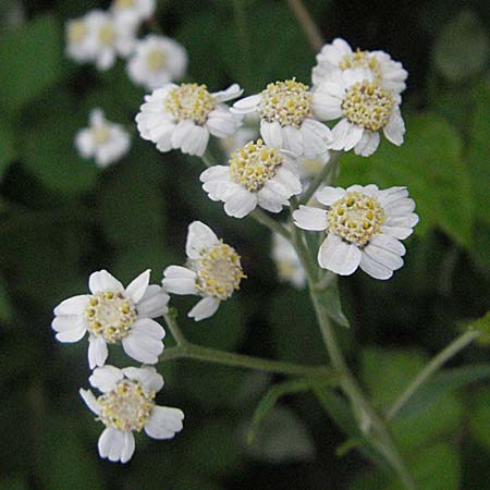 Achillea ptarmica agg. \ Sumpf-Schafgarbe / Sneezewort, D Mannheim 6.7.2006