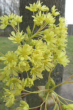 Acer platanoides \ Spitz-Ahorn / Norway Maple, D Mannheim 25.3.2007